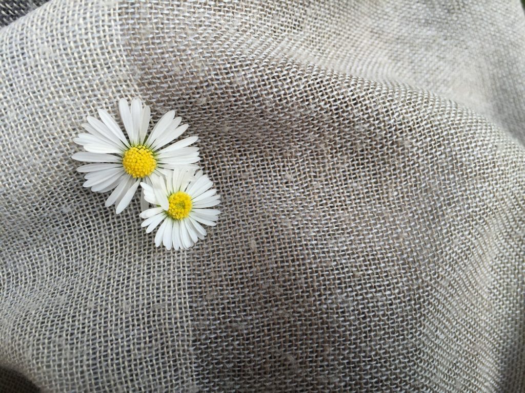 Kamilica, lekovita, ulje kamilice, eterično ulje, koža, lice, maslinovo ulje, tinktura za glavobolju, krema za lice, akne, inhalacija, poboljšava san